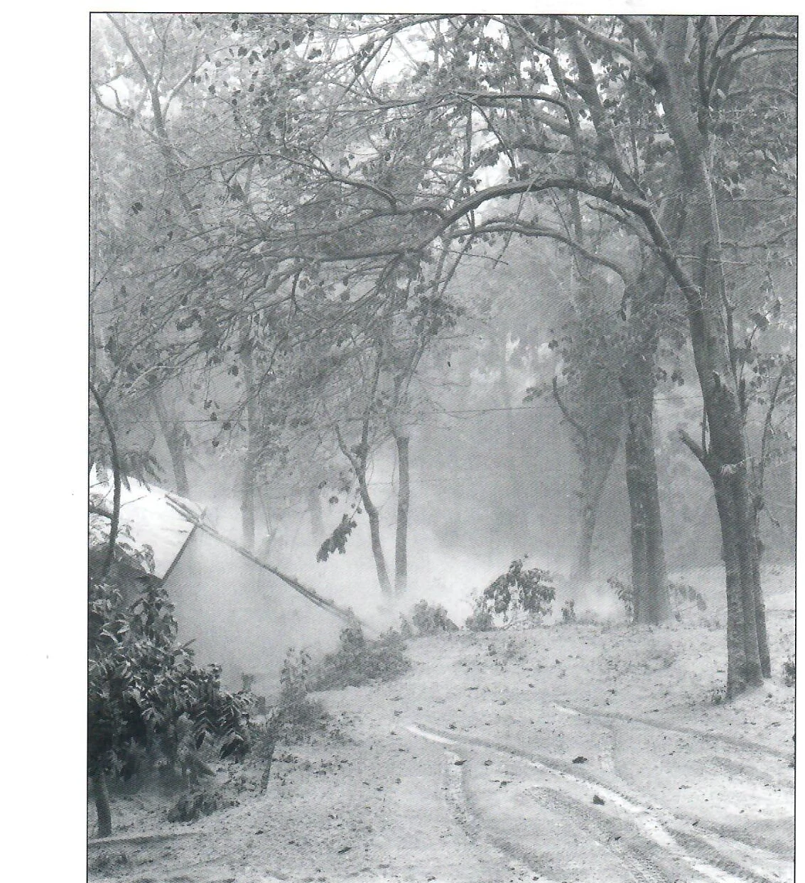 Ash-covered road outside Merle Greene Robertson’s house in Palenque