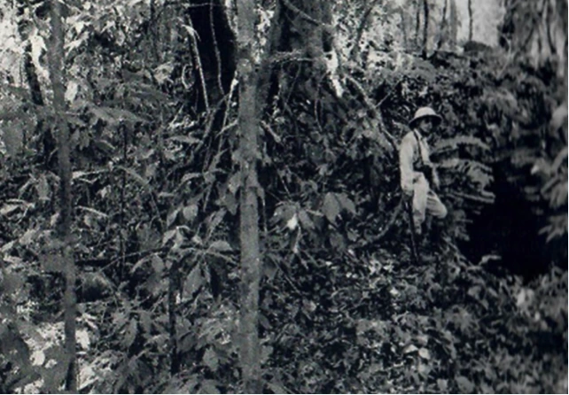 Eine einzelne Person steht in dichter tropischer Vegetation.